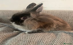 Netherland Dwarf rabbits for sale: Netherland Dwarf / Miniture Lionhead babies - Image 3