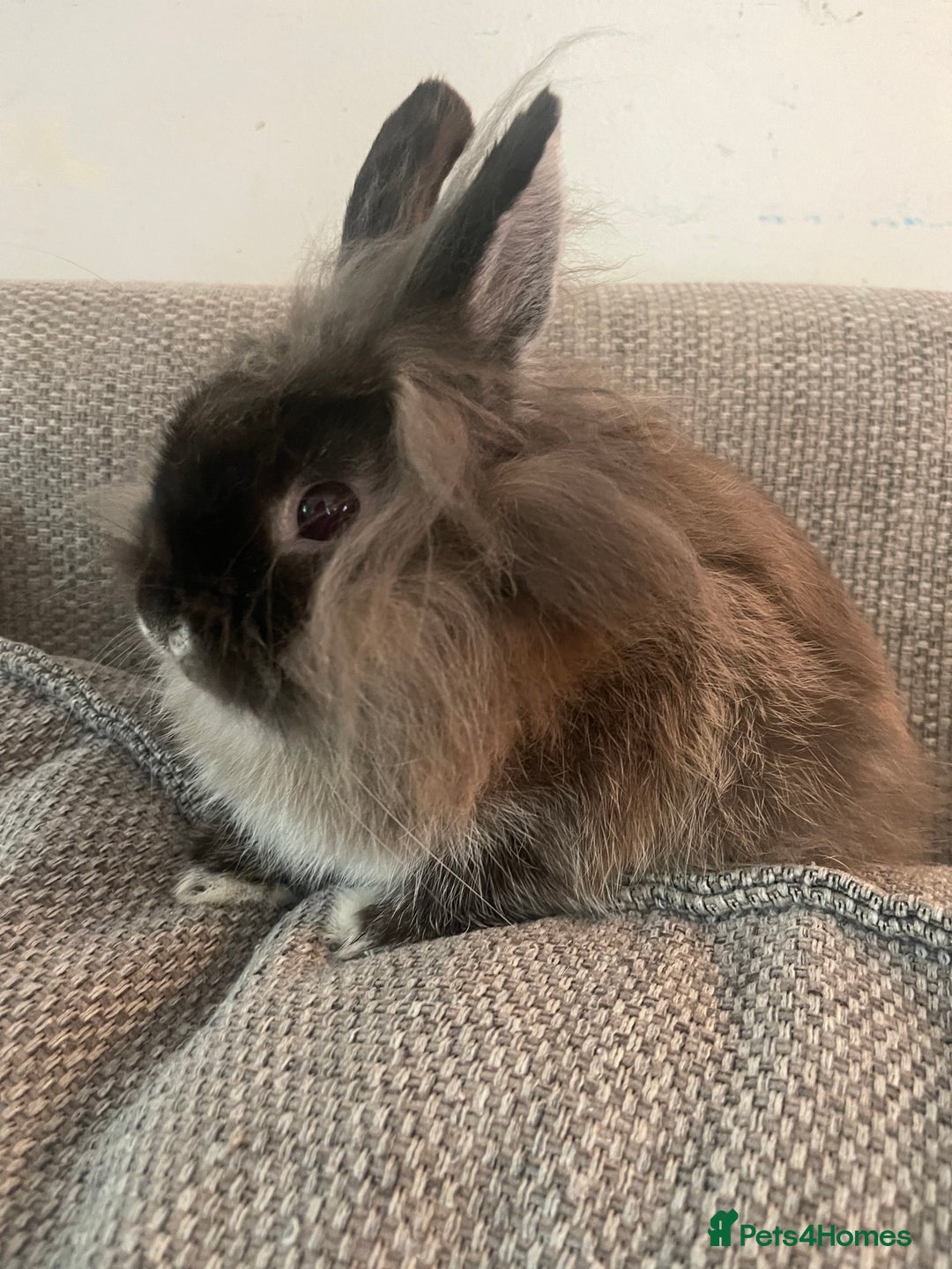 Netherland Dwarf rabbits for sale: Netherland Dwarf / Miniture Lionhead babies - Image 3