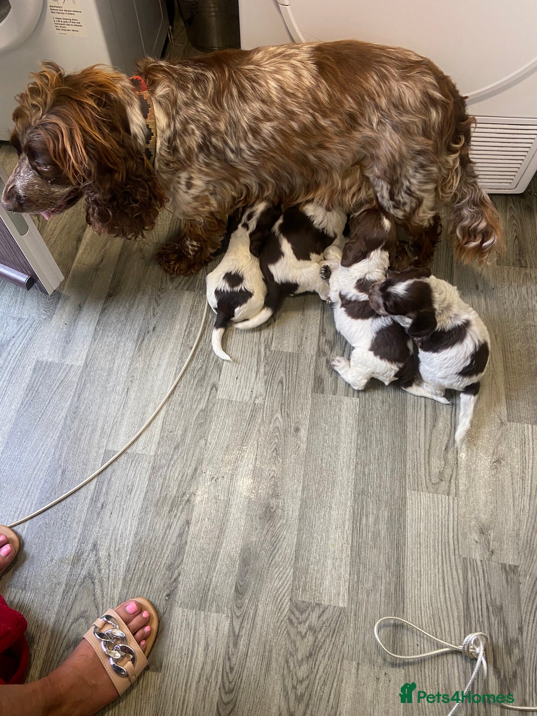 Cocker Spaniel dogs for sale: Cocker Spaniel - Image 5