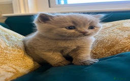 British Shorthair cats for sale: 4 beautiful lilac and blue kittens. - Advert 9
