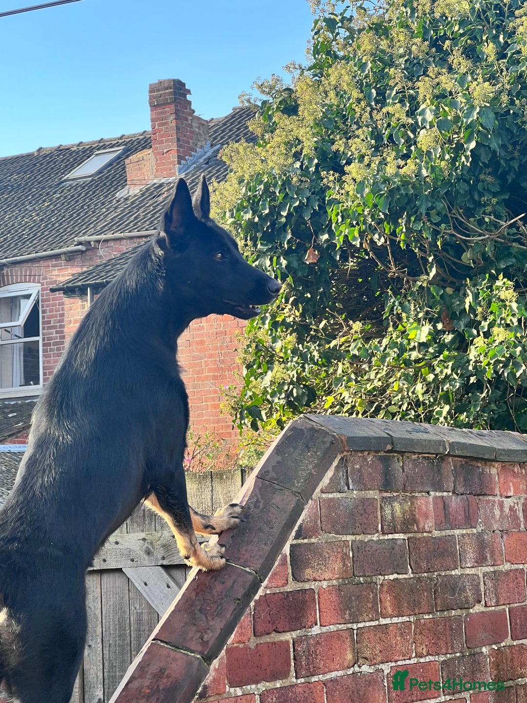 Belgian Shepherd Dog dogs for stud: For stud - Advert 2