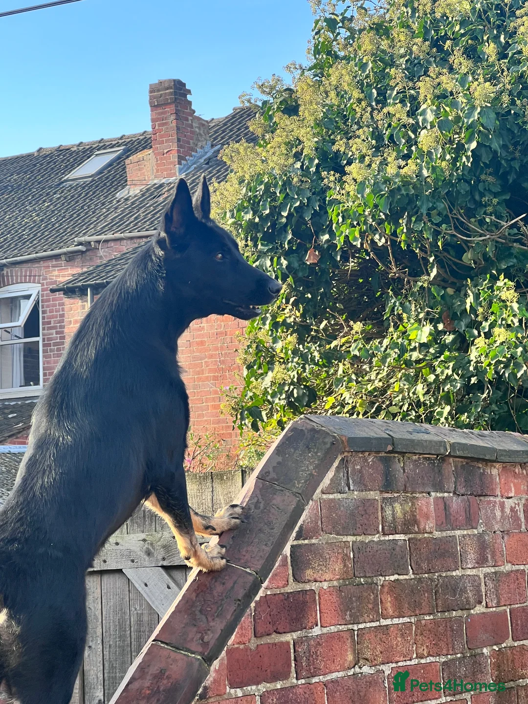 Belgian Shepherd Dog dogs for stud: For stud - Advert 2