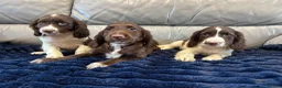 Cocker Spaniel dogs for sale: Cocker spaniel puppies ready now  - Advert 3