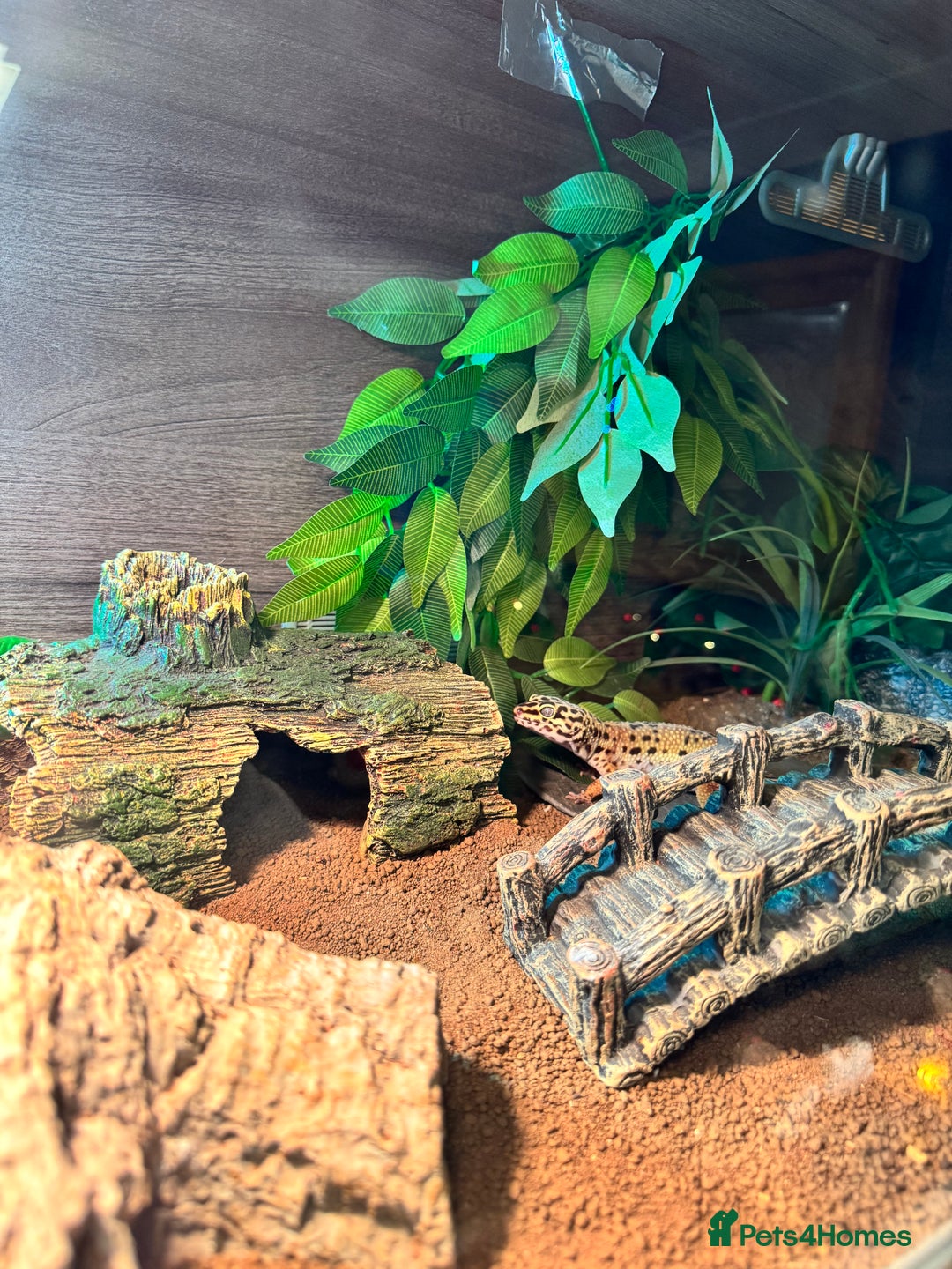 Leopard Gecko reptiles for sale: Leopard gecko with full enclosure  - Advert 6