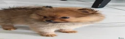 Pomeranian dogs for sale: 2 girl - Advert 7
