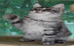 Maine Coon cats for sale: Top quality Maine coon kittens - Image 13
