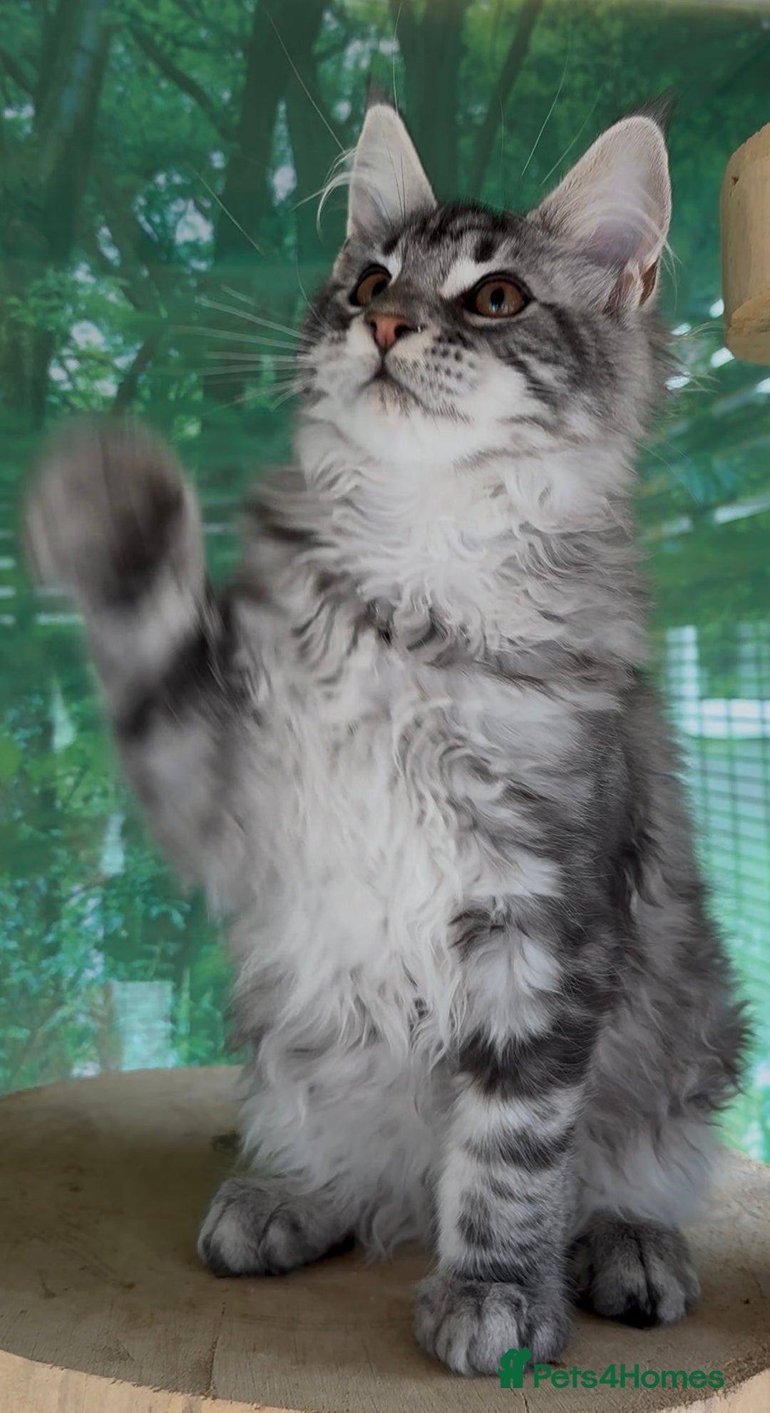 Maine Coon cats for sale: Top quality Maine coon kittens - Image 13