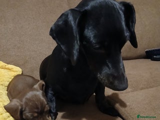 Miniature Dachshund dogs Miniature dachshunds - Advert 1