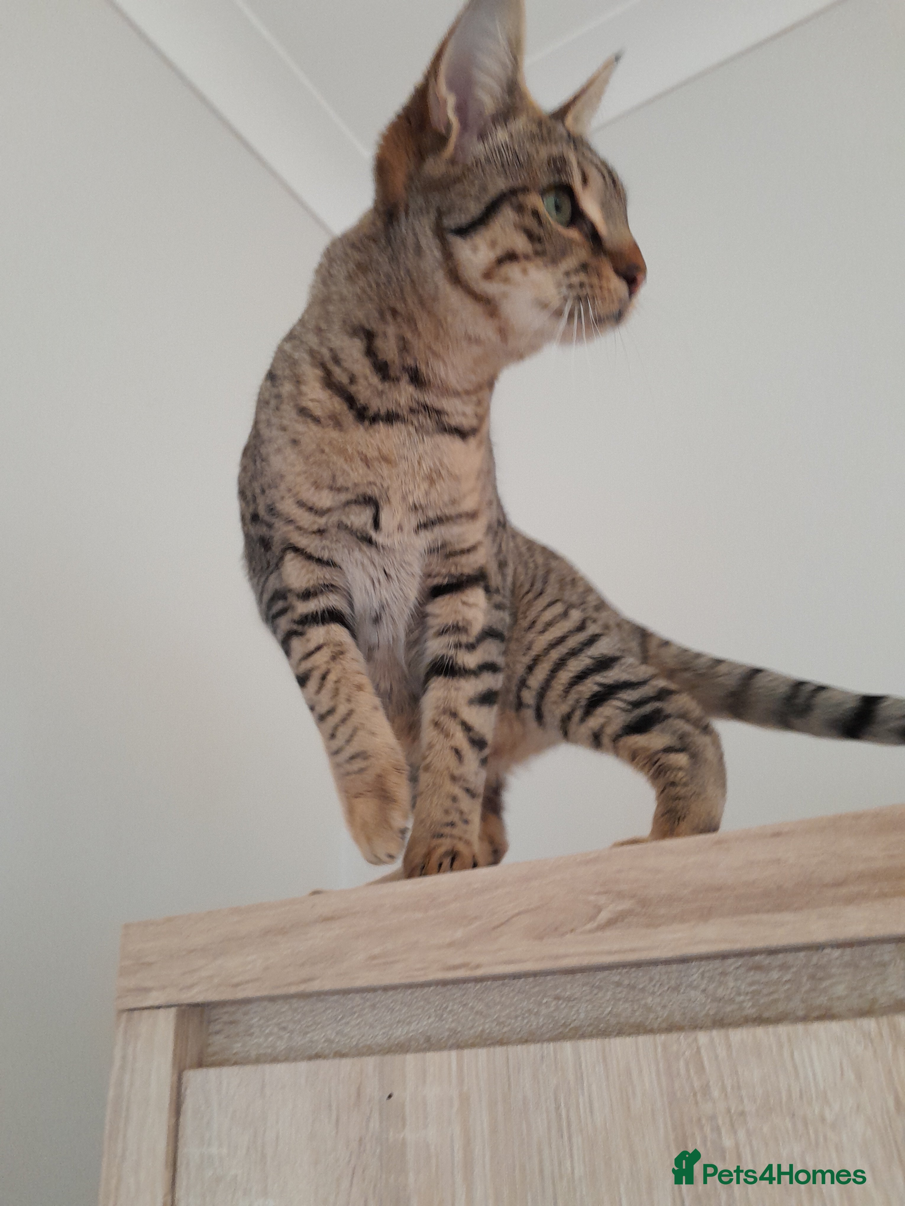 Savannah cats F5 Full Pedigree Tica Registered Girl Kitten - Advert 19