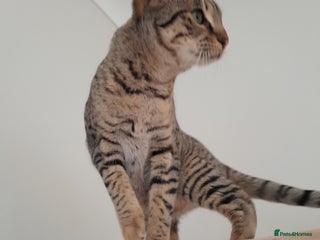Savannah cats F5 Full Pedigree Tica Registered Girl Kitten - Advert 1