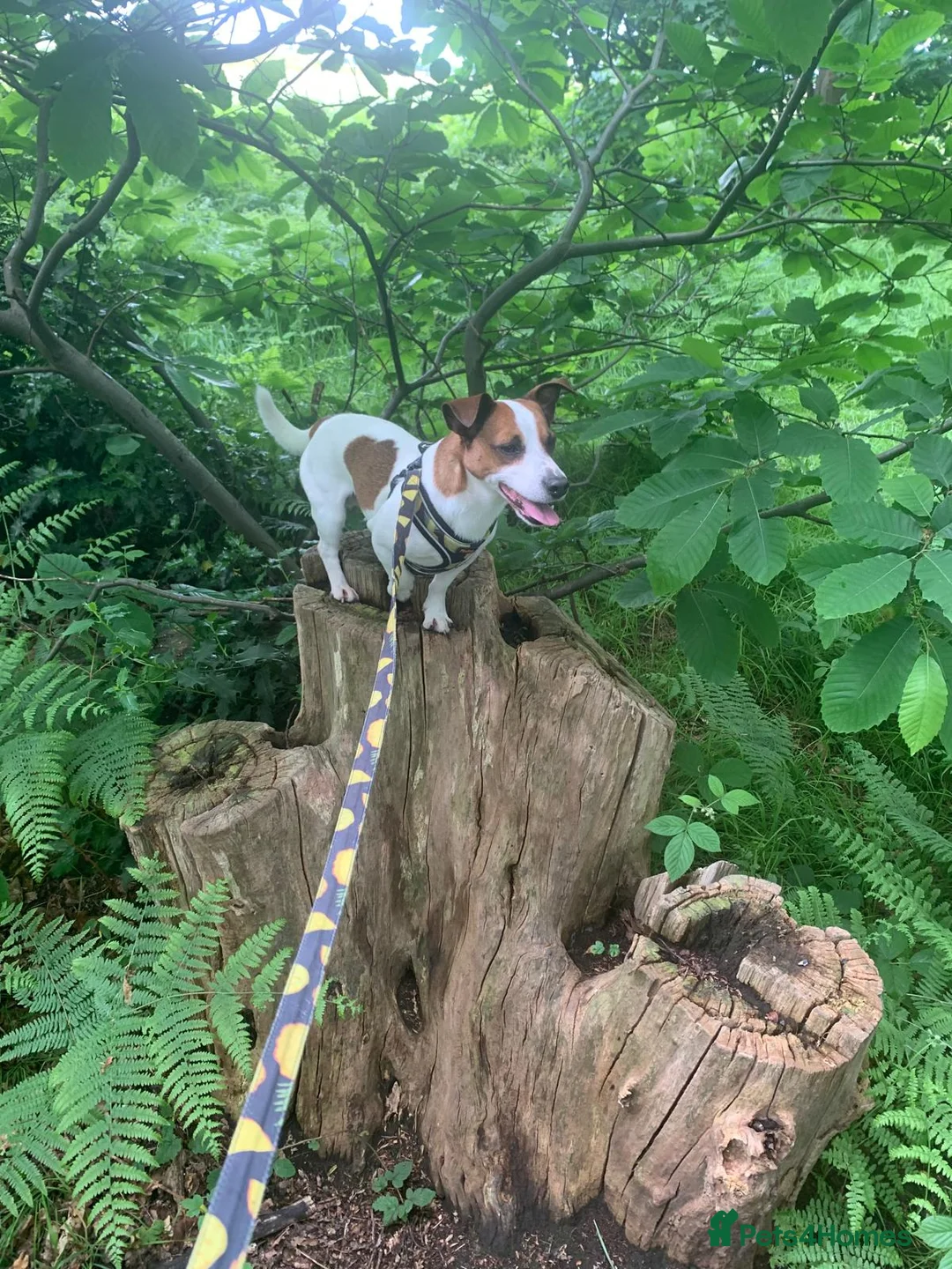 Jack Russell dogs for stud: Handsome Jack Russel boy for Stud in Doncaster - Advert 8