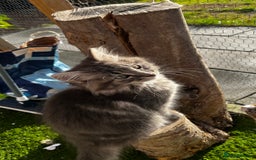 Ragcoon cats for sale: Beautiful ragcoon kittens - Image 3