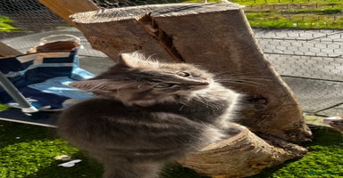 Ragcoon cats - Advert 9