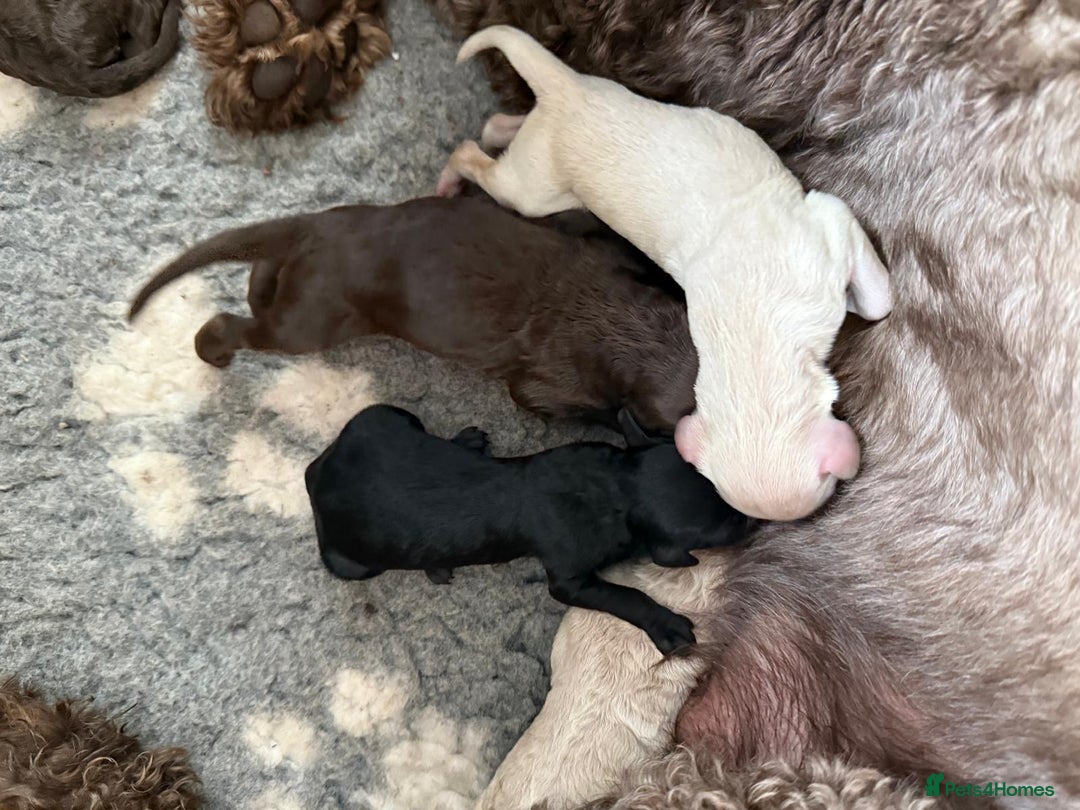 Labradoodle dogs for sale:  Standard Labradoodle puppies  - Image 3