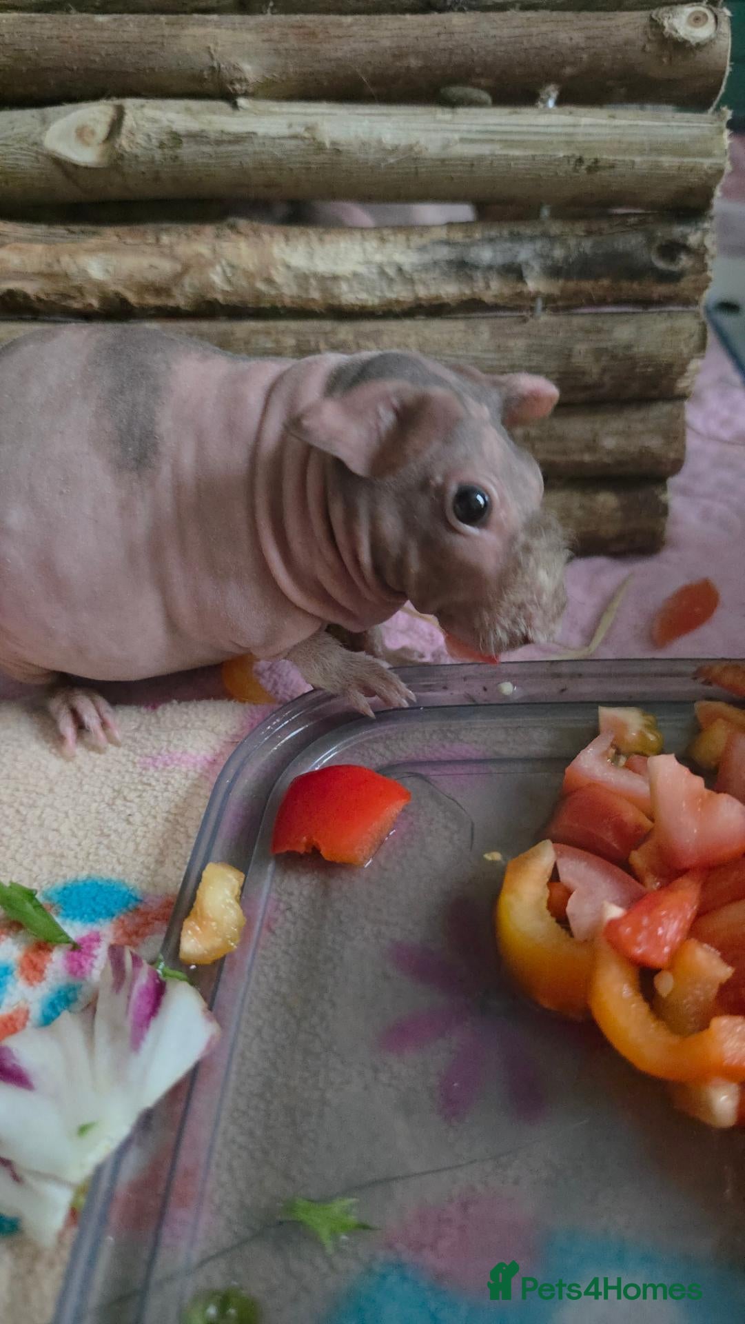 Guinea Pig rodents Skinny pigs.. 2 females  - Advert 1