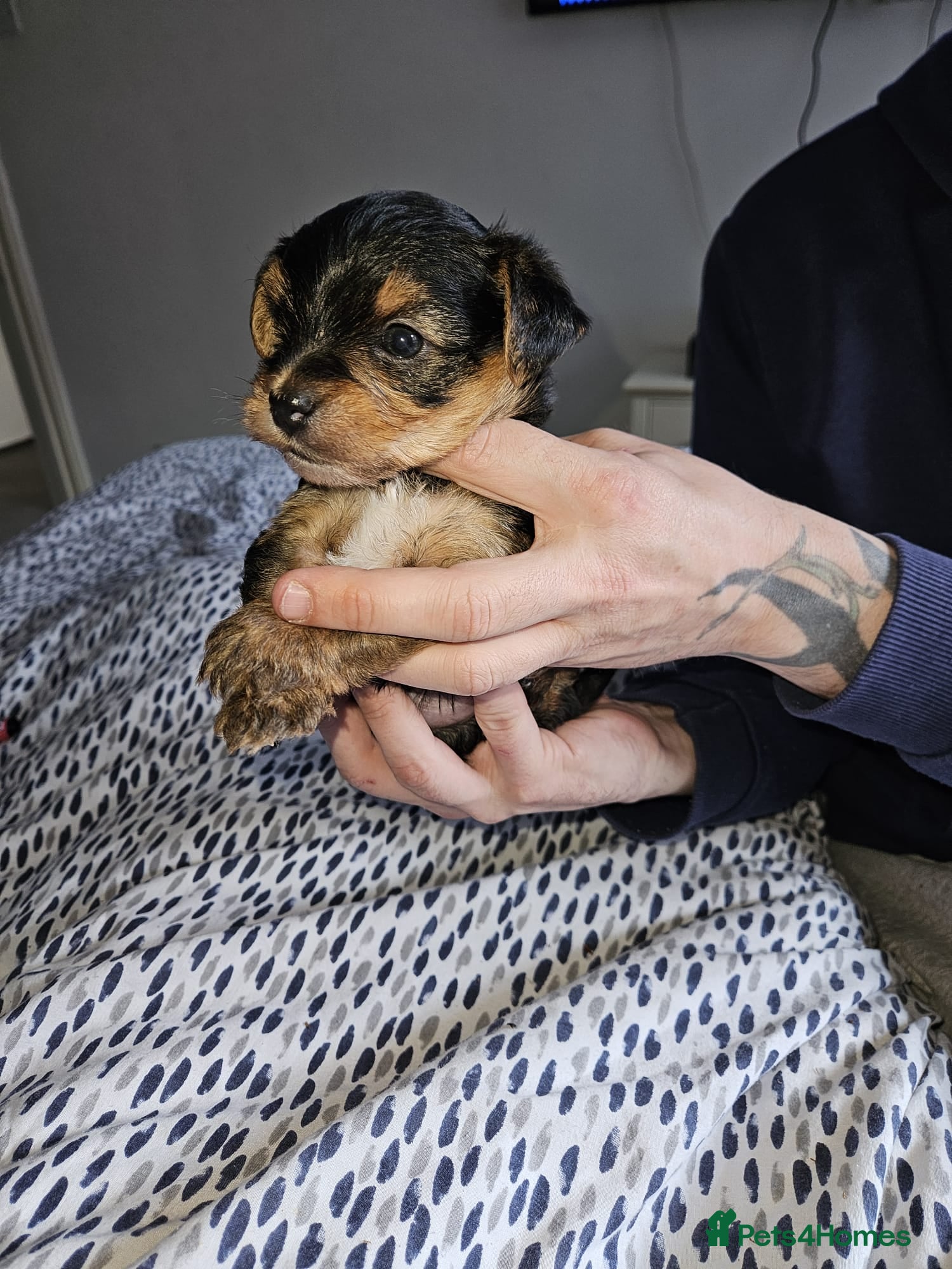 Yorkshire Terrier dogs Miniature cross teacup Yorkshire Terrier boys - Advert 7