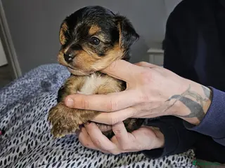 Yorkshire Terrier dogs Miniature cross ** Yorkshire Terrier boys - Advert 2