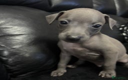 Italian Greyhound dogs for sale: Beautiful Italian Greyhound puppies - Image 7