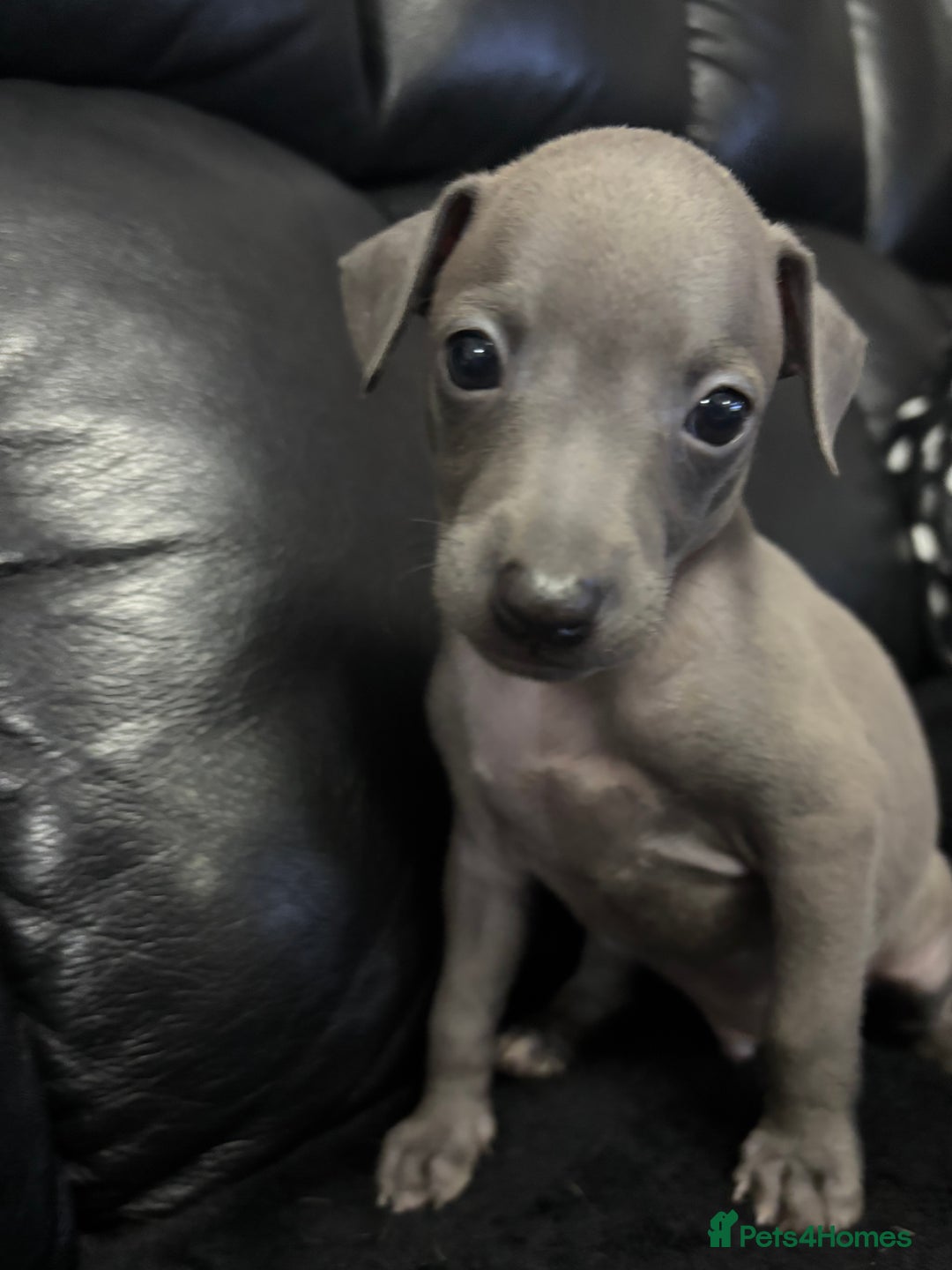 Italian Greyhound dogs for sale: Beautiful Italian Greyhound puppies - Image 7