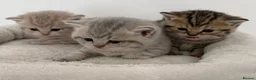 British Shorthair cats for sale: british shorthair kittens  - Advert 9