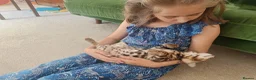 Bengal cats for sale: The last kitten: affectionate Bengal boy ❤️ - Advert 9