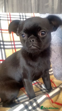 Ruby Chugs Chug Dogs Breed - Information, Temperament, Size & Price | Pets4Homes