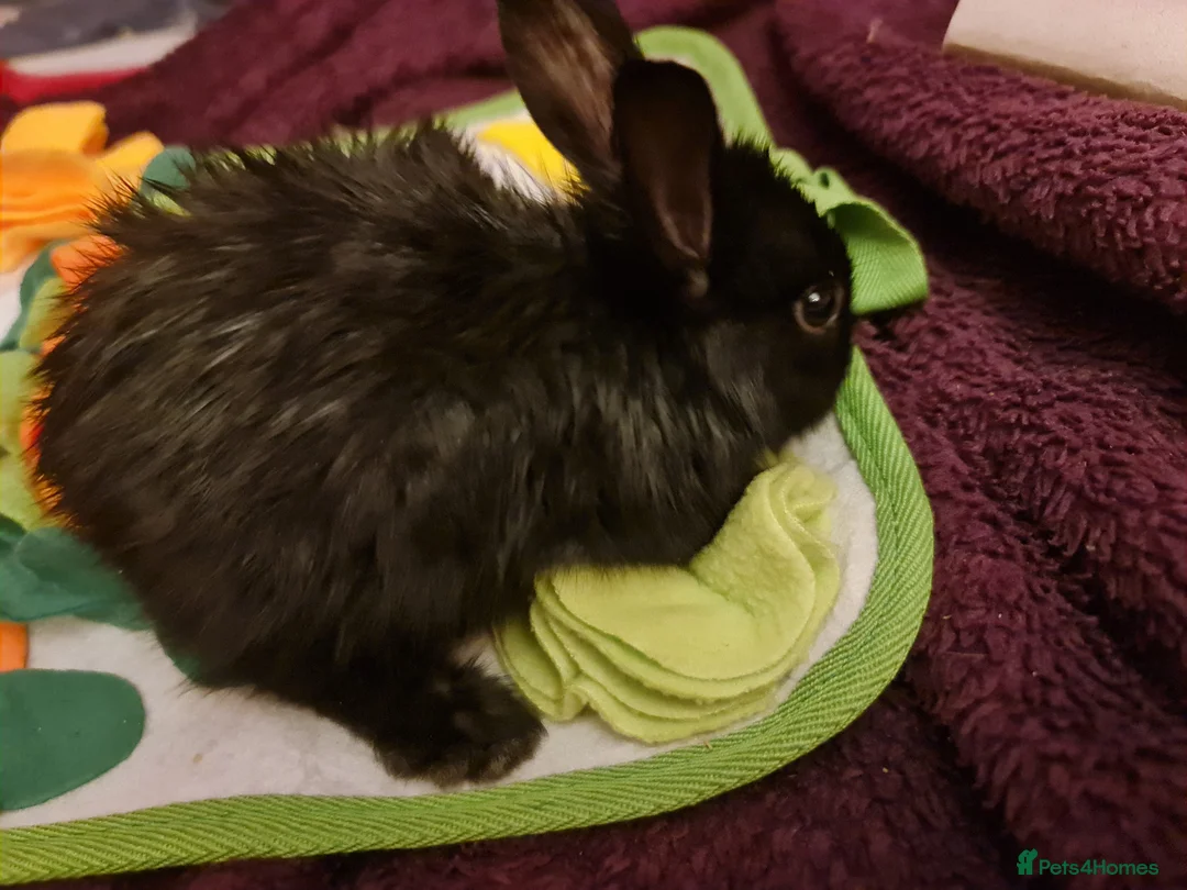 Mixed Breed rabbits for sale: 1 Male Rabbit Kit For Sale - Advert 4