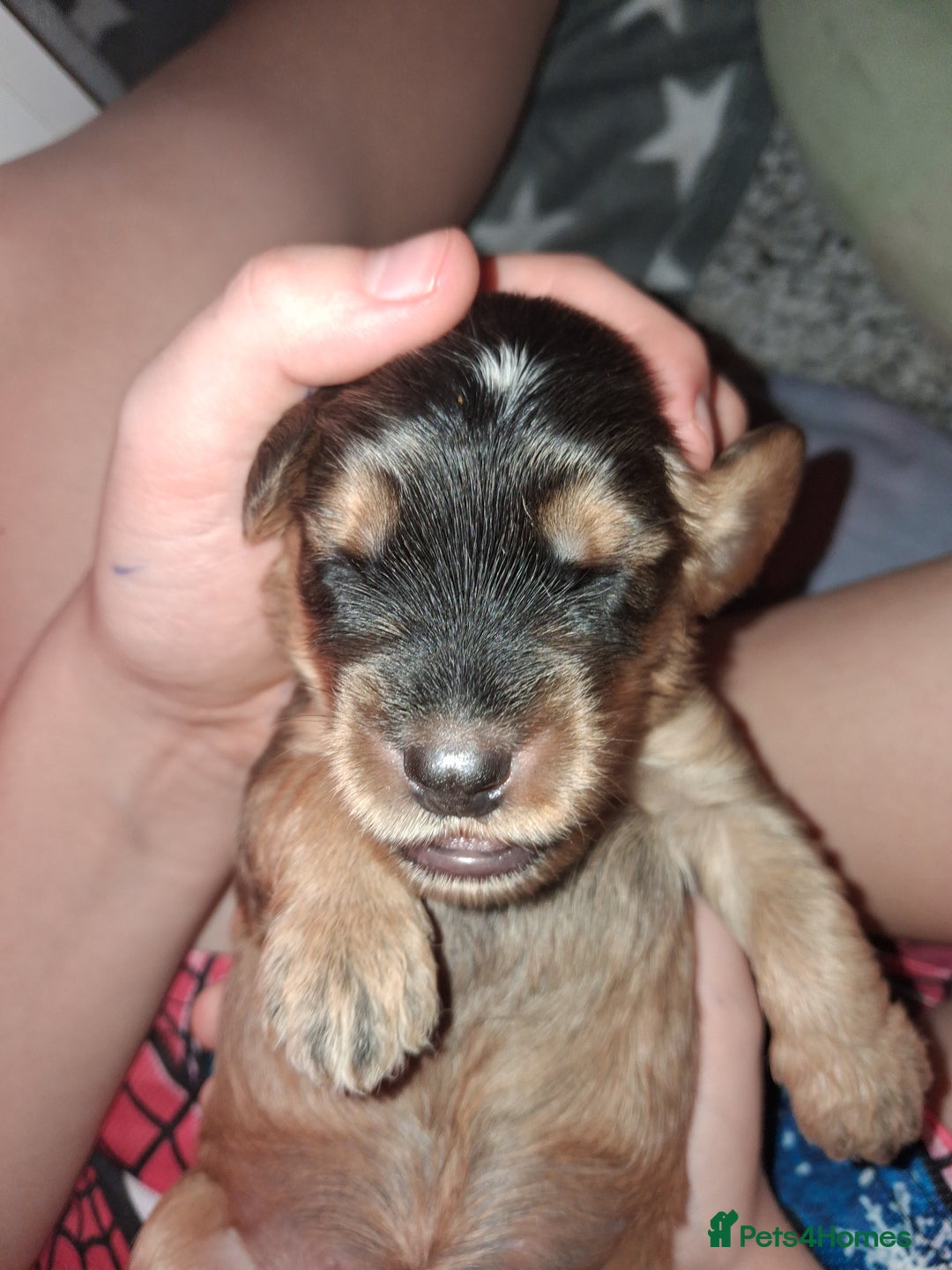 Cockapoo dogs for sale: Cockapoo puppies F2 - Advert 10