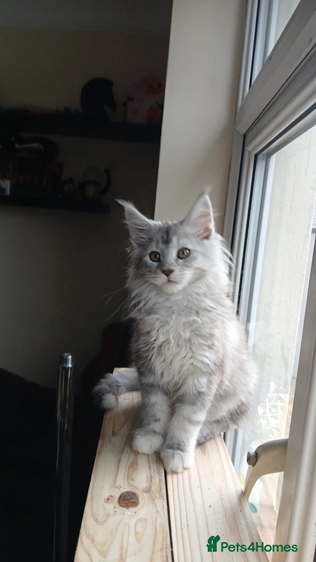 Maine Coon cats for sale: Maine coon kittens  - Advert 13