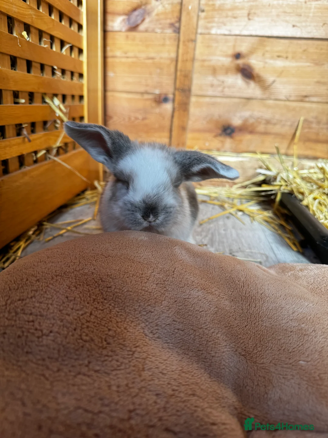French Lop rabbits for sale: 🩷Pure bred French lop kits🩵 - Advert 10