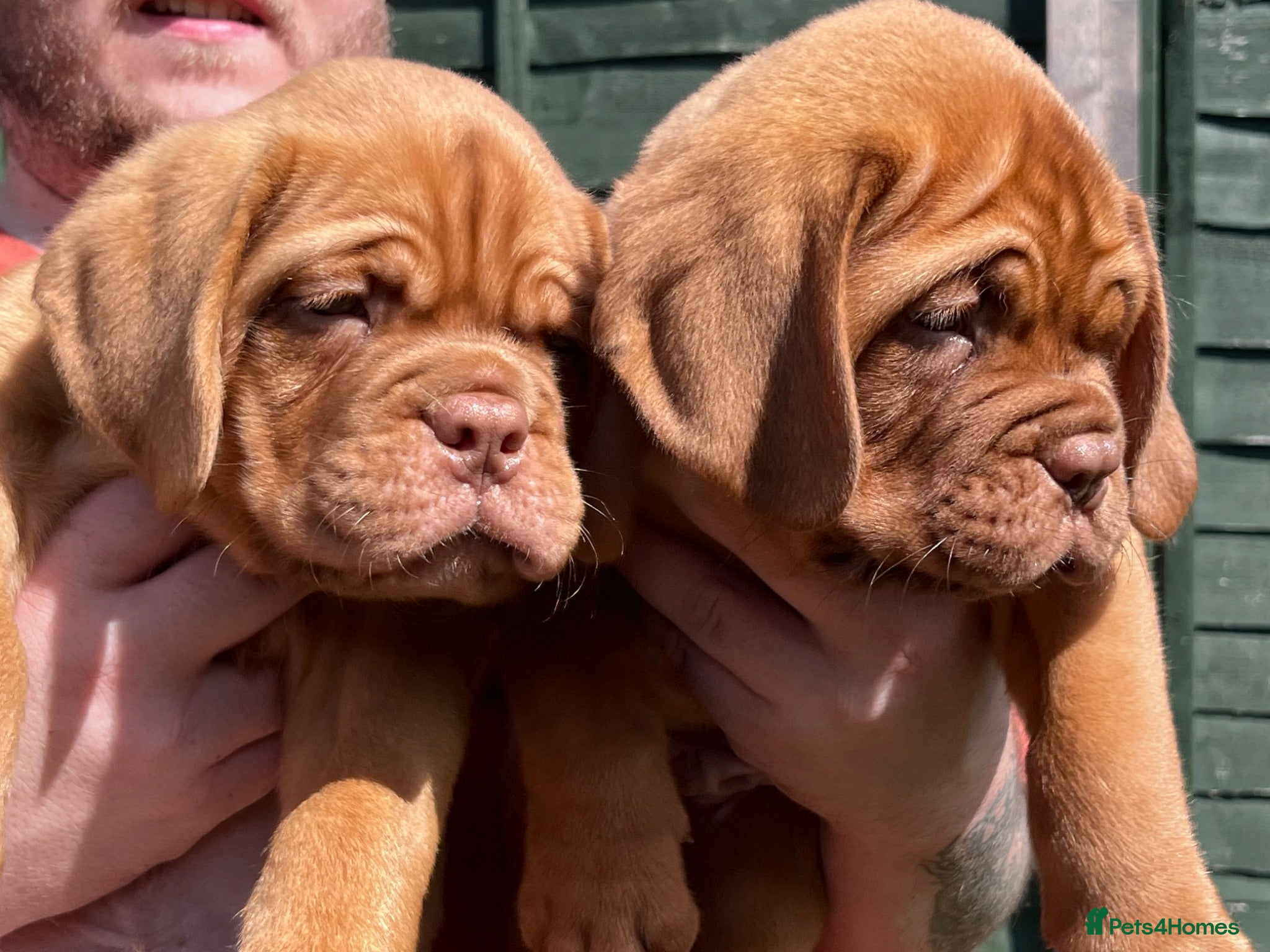 Dogue De Bordeaux dogs Exceptional KC Dogue de Bordeaux Puppies - Advert 2
