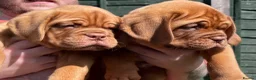 Dogue De Bordeaux dogs for sale: Exceptional KC Dogue de Bordeaux Puppies - Advert 9