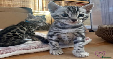 Bengal cats Stunning TICA registered pedigree Bengal kittens - Advert 1