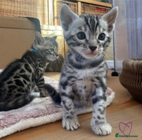 Bengal cats Stunning TICA registered pedigree Bengal kittens - Advert 1