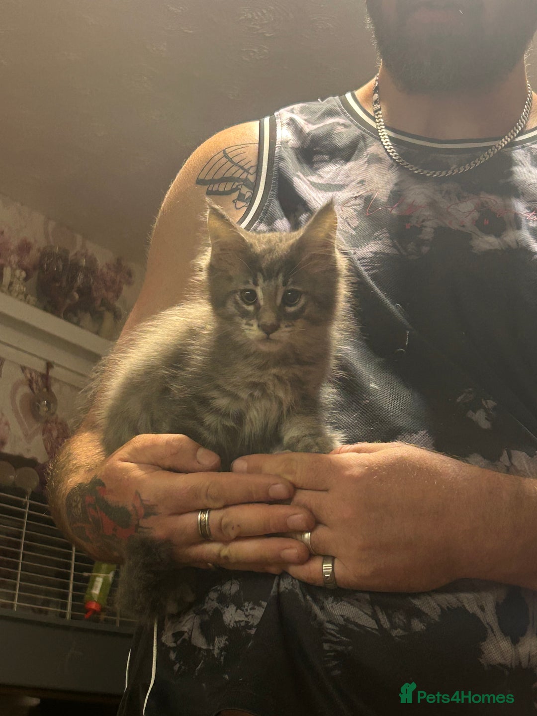 Maine Coon cats for sale: TICA Registered Maine Coon Kittens. Ready NOW in Doncaster - Image 15