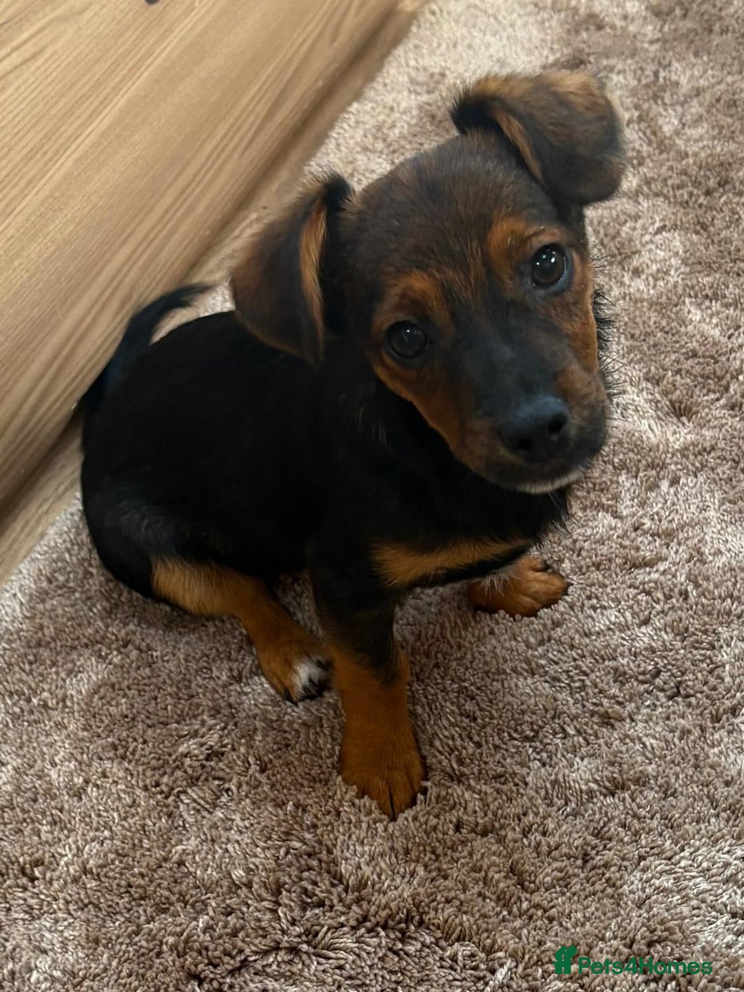 Jack Russell dogs for sale: Traditional Short-legged Jack Russell Boy. - Image 13