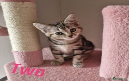 Mixed Breed cats for sale: 6 Beautiful Kittens British Shorthair Calico Cross - Image 7
