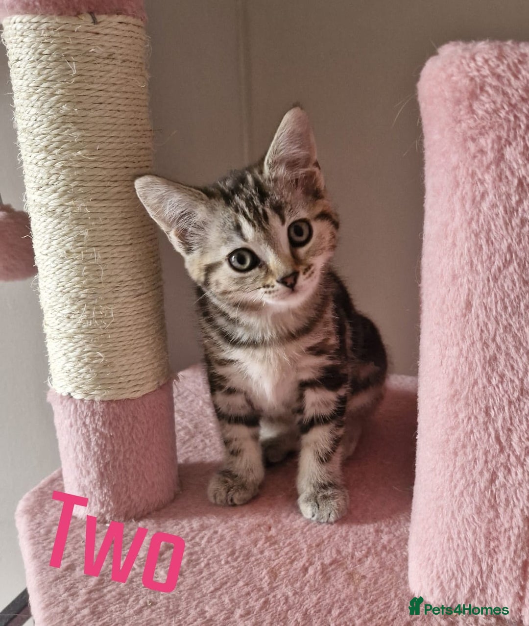 Mixed Breed cats for sale: 6 Beautiful Kittens British Shorthair Calico Cross - Image 7
