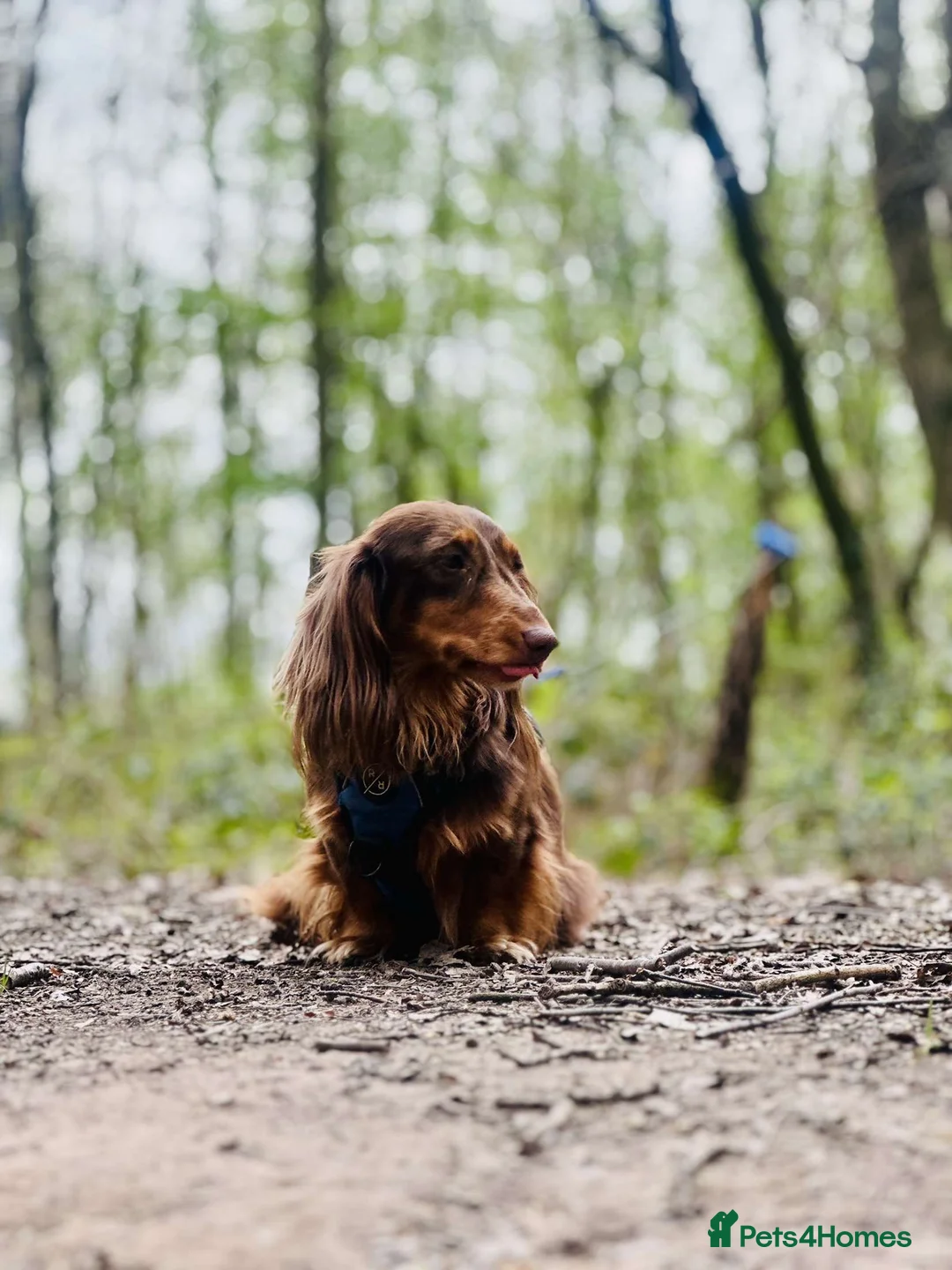 Dachshund dogs for stud: Long haired dachshund stud boys  in Leeds - Advert 25