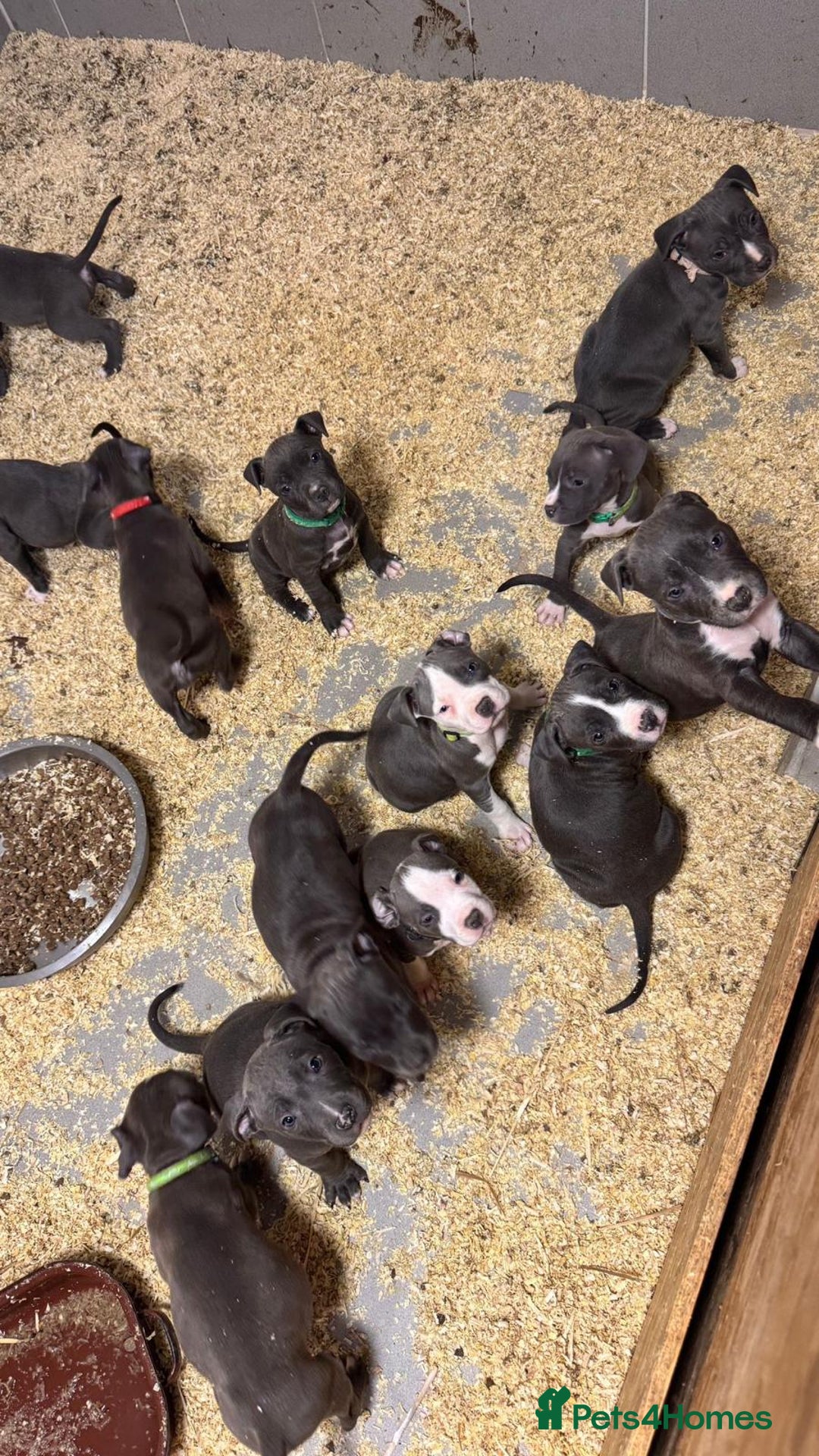 Staffordshire Bull Terrier dogs for sale: 🐶🐾Staffordshire puppies ❤️🐶 - Image 19