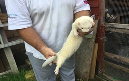 Ferret rodents for sale: Silver Males Brothers  - Image 7