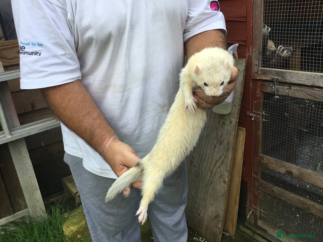Ferret rodents for sale: Silver Males Brothers  - Image 7