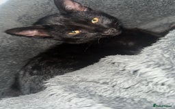 British Shorthair cats for sale: Female Kitten for sale  - Image 1