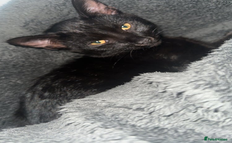 British Shorthair cats - Advert 1