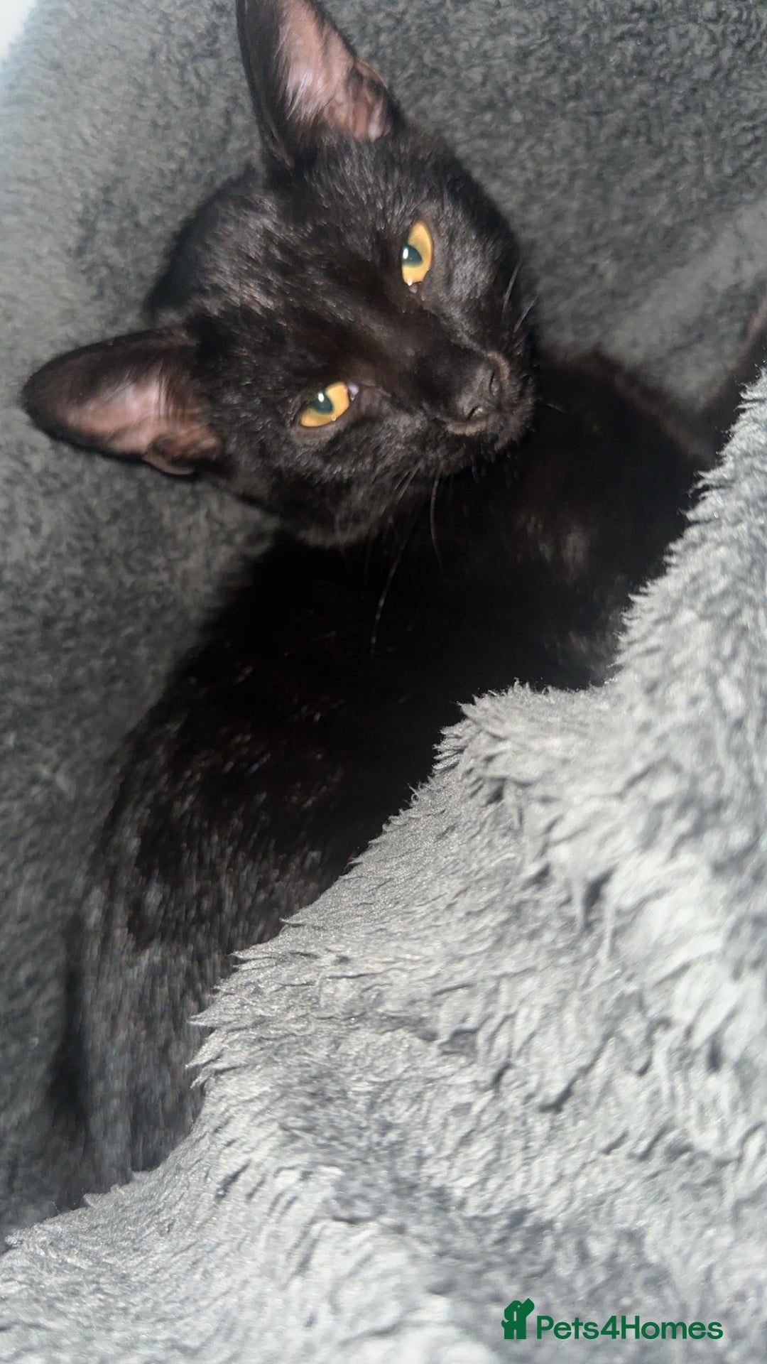 British Shorthair cats for sale: Female Kitten for sale  - Image 1