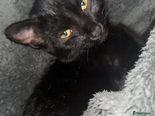 British Shorthair cats Female Kitten for sale - Advert 3