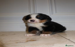 Bernese Mountain Dog dogs for sale: Bernese Mountain Dog Pups  - Image 4