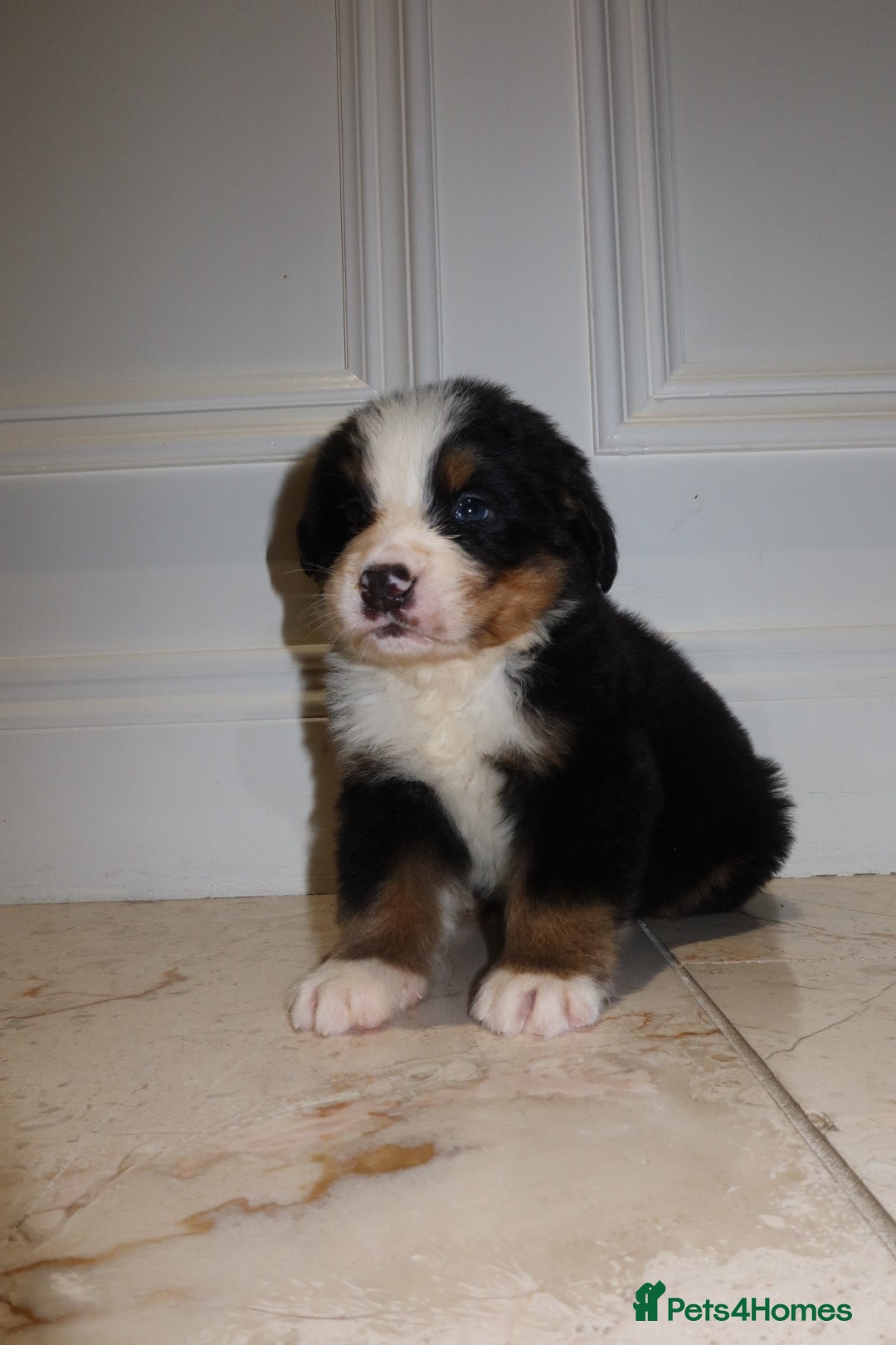 Bernese Mountain Dog dogs for sale: Bernese Mountain Dog Pups  - Image 4