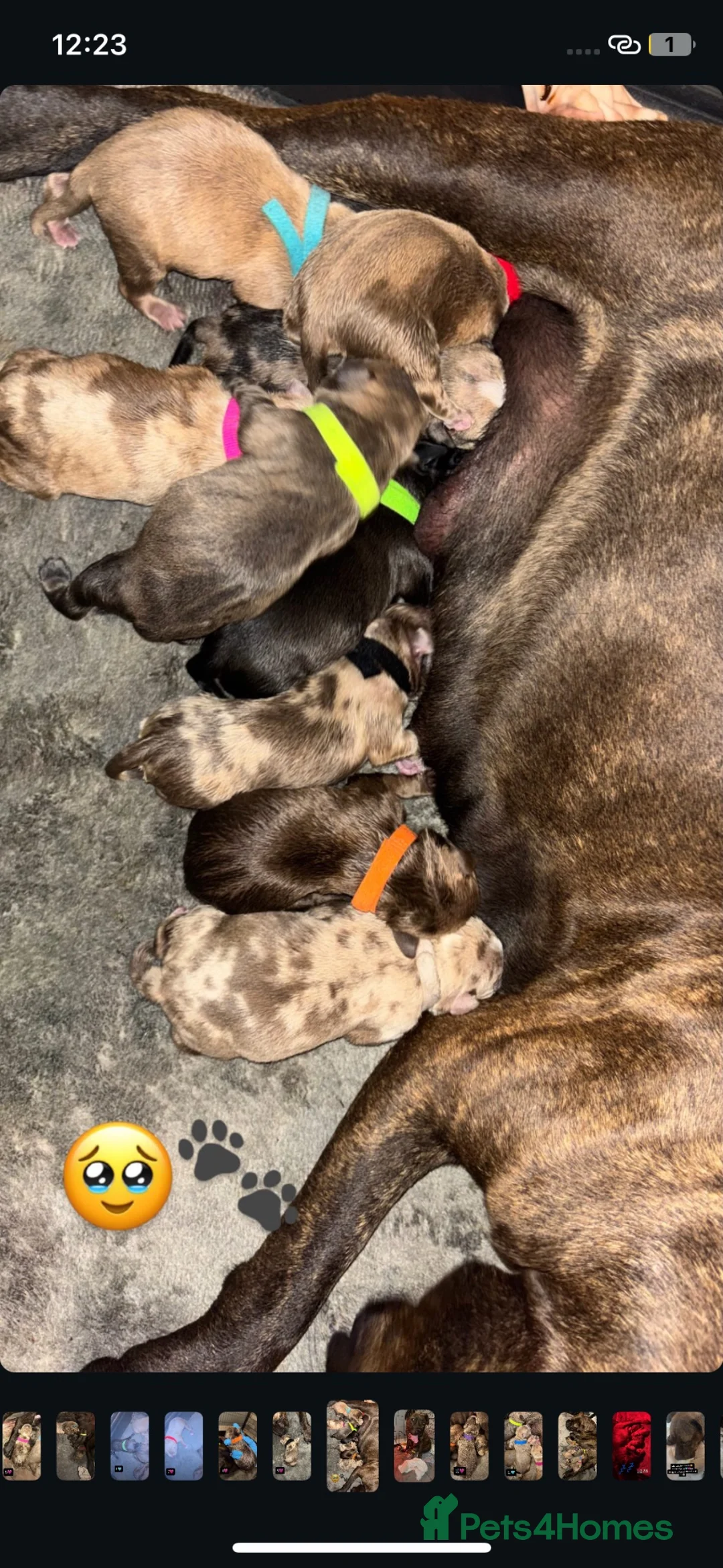 Mixed Breed dogs for sale: Staffy puppies  in Liverpool - Advert 2