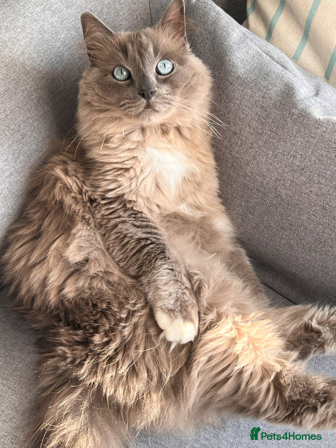 Ragdoll cats for sale: Loving Ragdoll Cats Looking for a New Home £500 in Bolton - Image 4